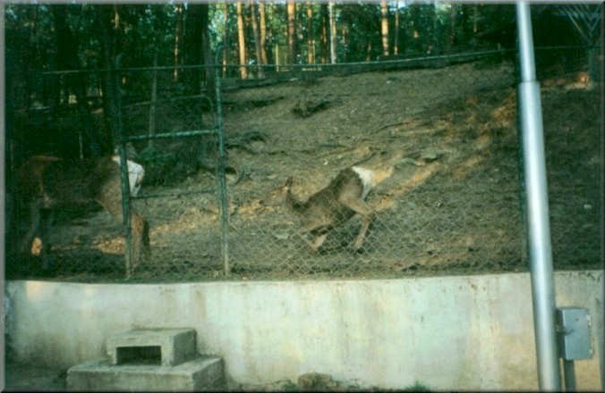 Piatra Neamt, Romania: Zoo